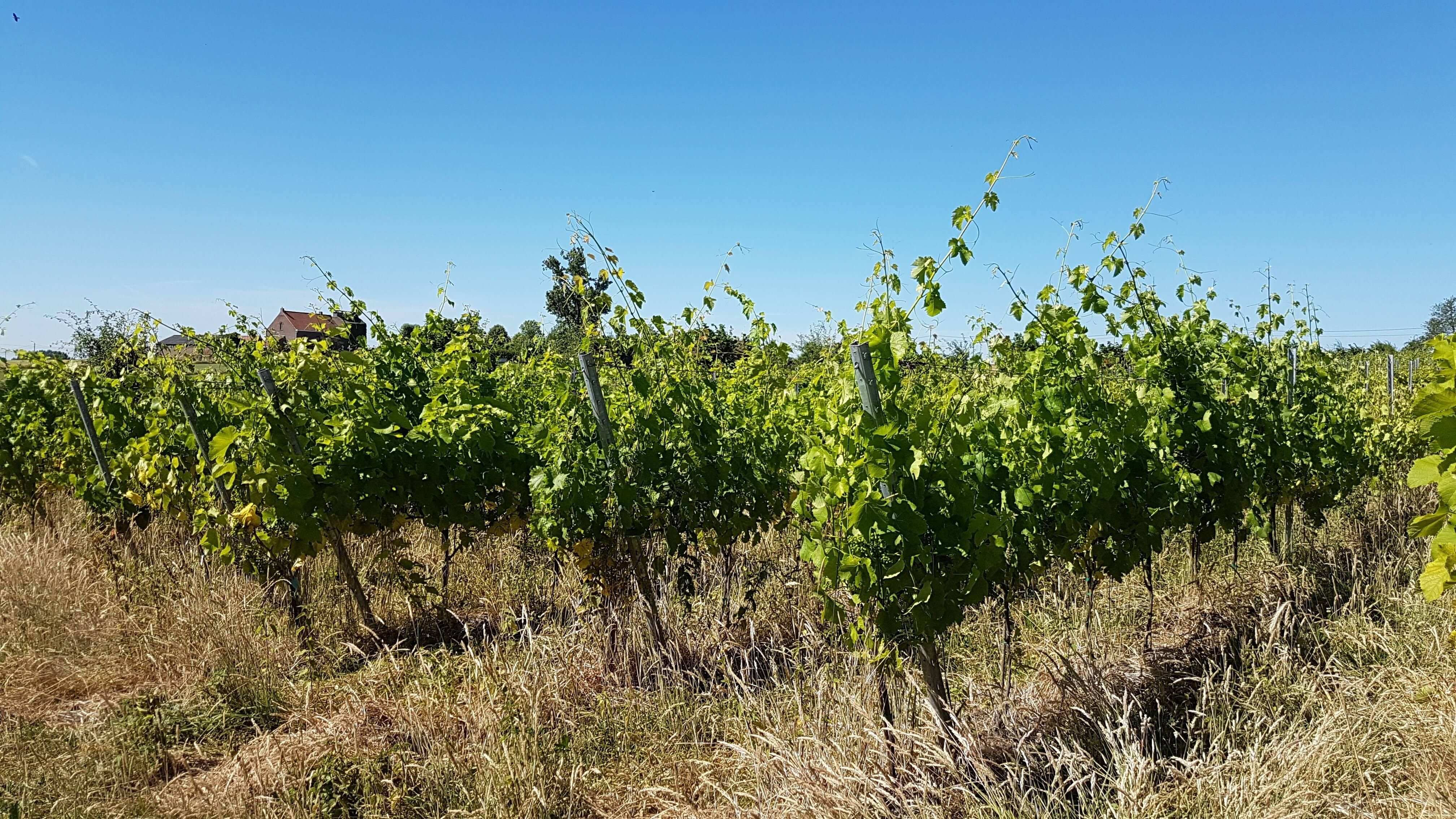 Wijngaard Lijsternest (1).jpg