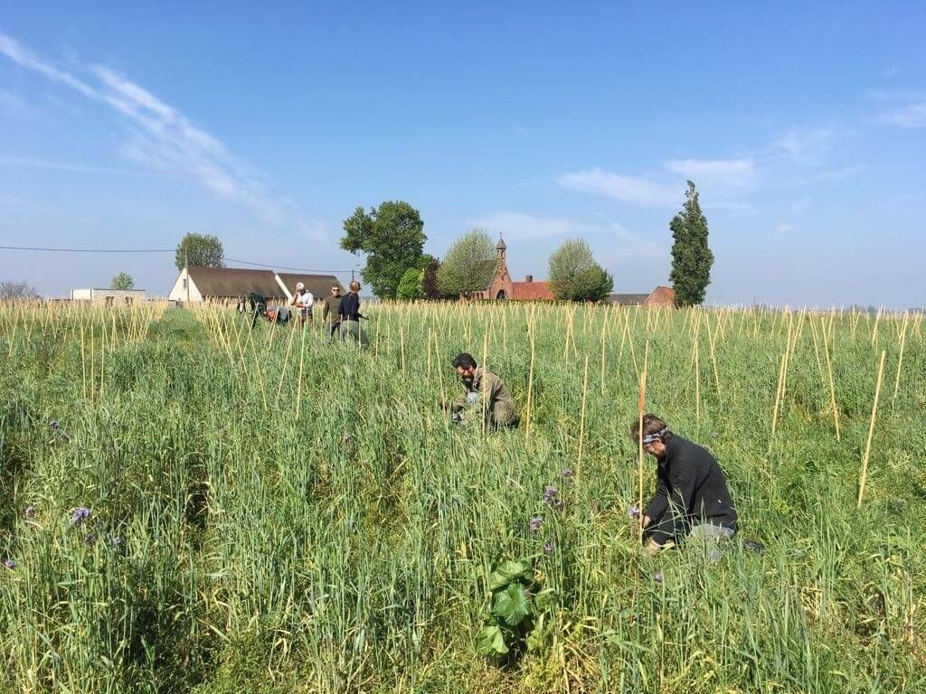 Wijngaard Lijsternest (3).jpg