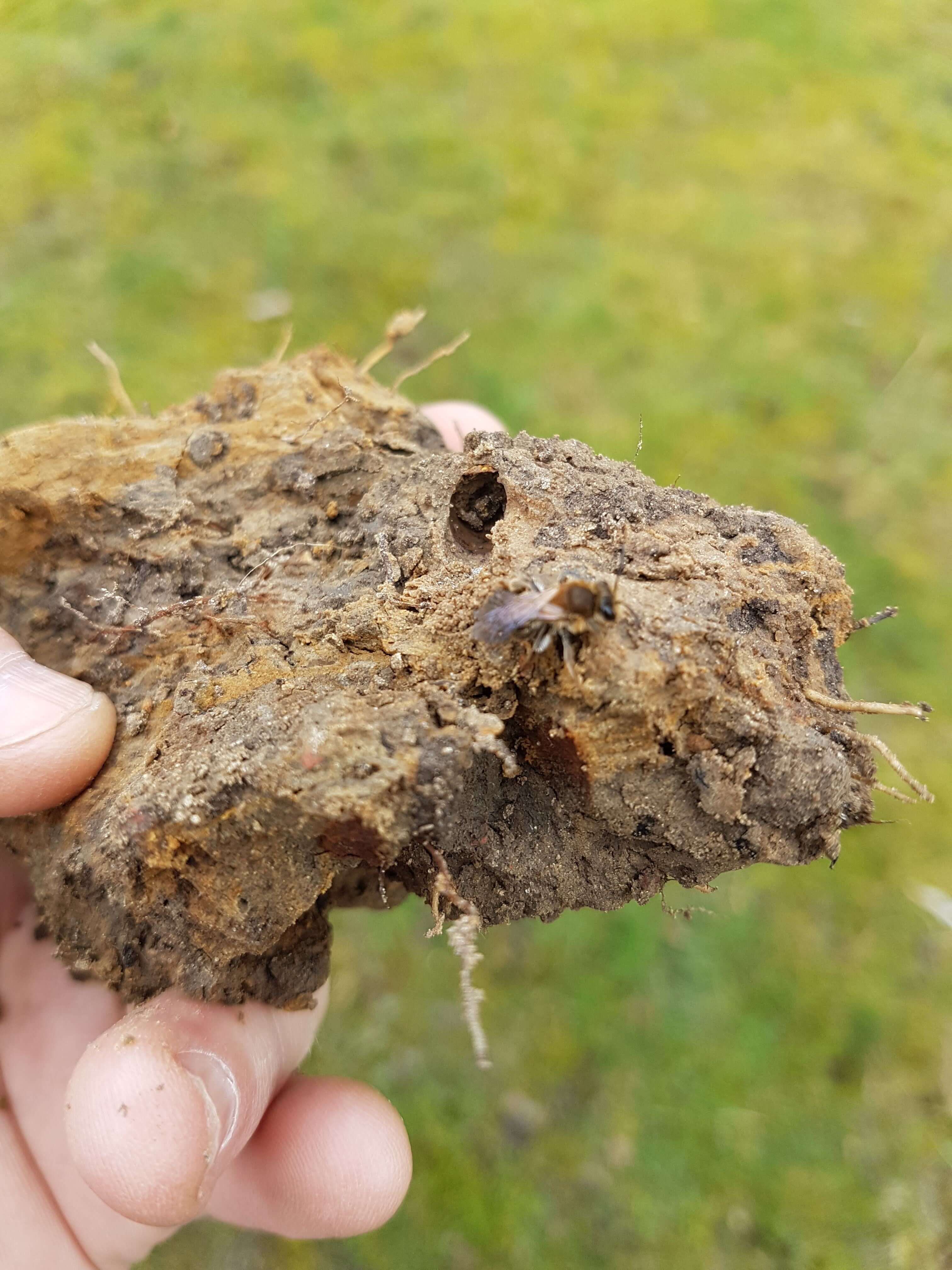 Wijngaard Lijsternest (5).jpg