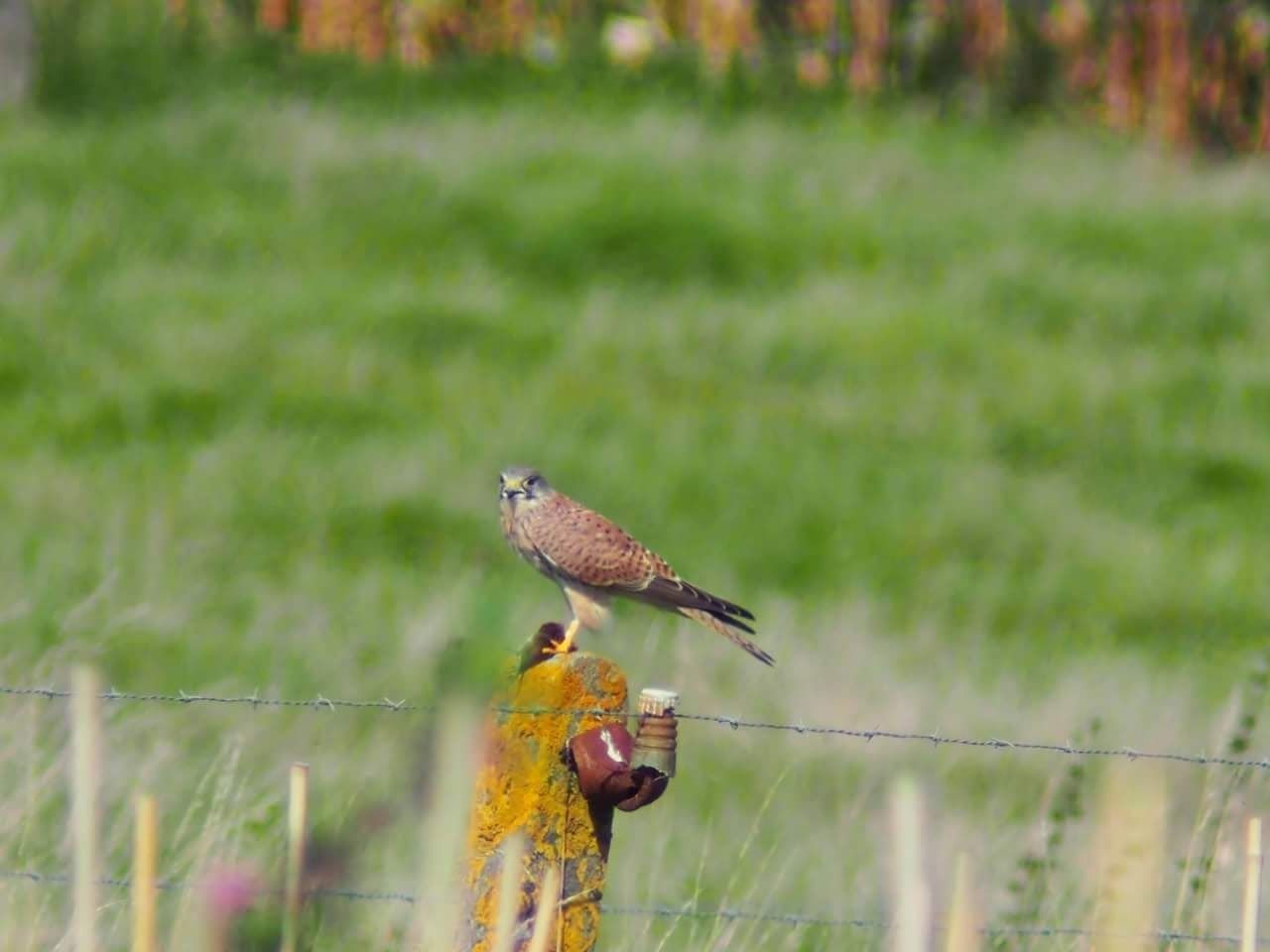 Wijngaard Lijsternest (6).jpg